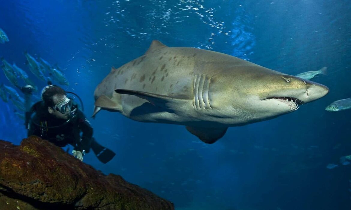 Découvrez le frisson des requins au Palmaaquarium : vivez l’expérience de la plongée