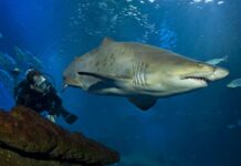 Découvrez le frisson des requins au Palmaaquarium : vivez l’expérience de la plongée