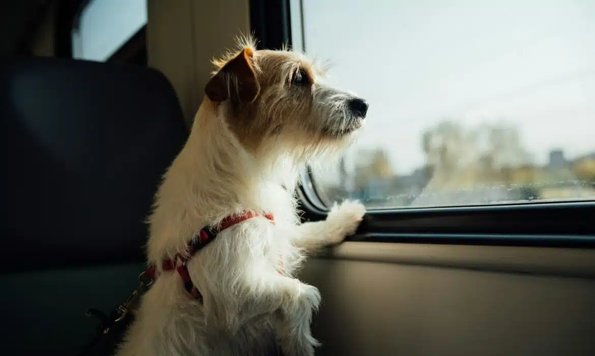 Transporter son chien en voiture, en train ou en avion : les règles à respecter