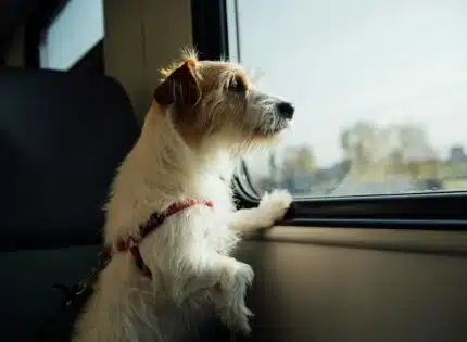 Transporter son chien en voiture, en train ou en avion : les règles à respecter