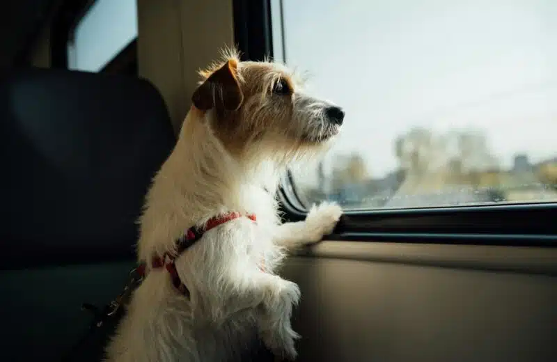 Transporter son chien en voiture, en train ou en avion : les règles à respecter