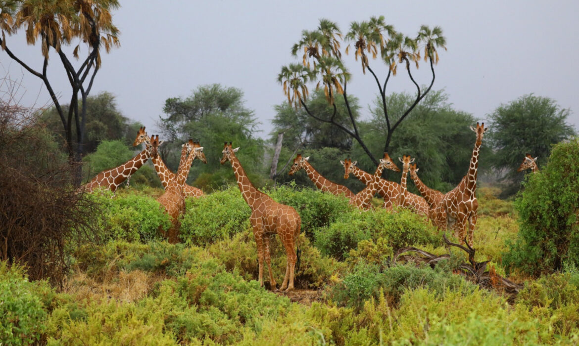 Safari et plages : l’itinéraire parfait pour un combiné Tanzanie-Zanzibar