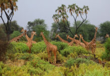 Safari et plages : l’itinéraire parfait pour un combiné Tanzanie-Zanzibar