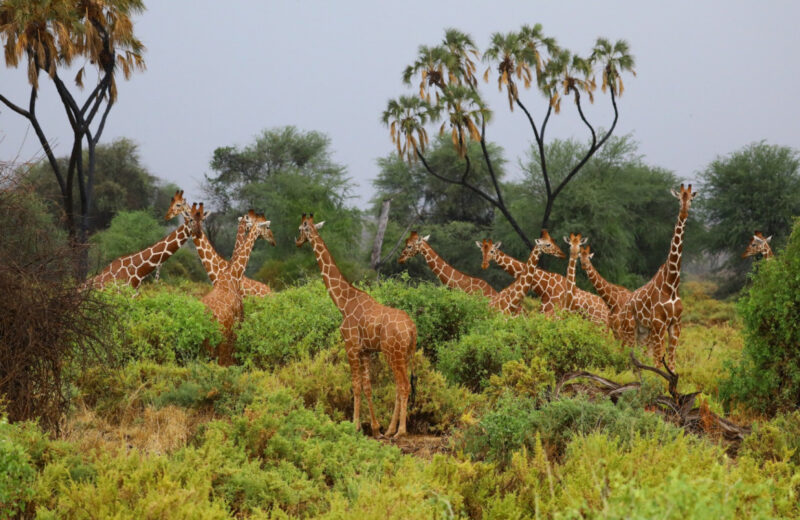 Safari et plages : l’itinéraire parfait pour un combiné Tanzanie-Zanzibar